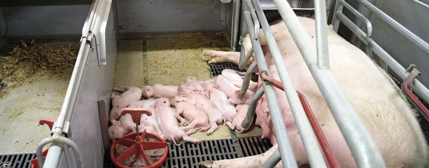 Sow with piglets in farrowing pen with polymer heating plate