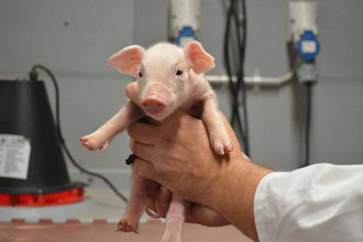 Small-piglet