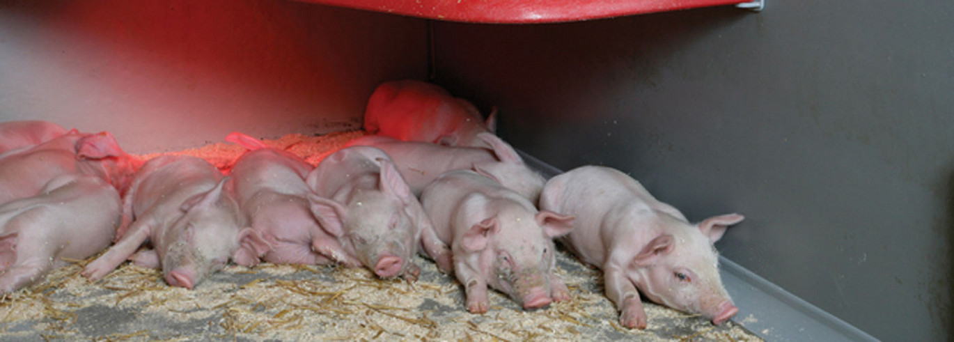piglets sleeping in piglet nest