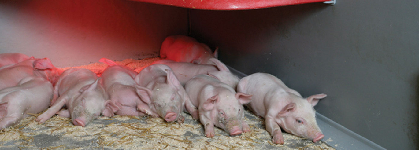 Pattegrise sover i klimahule