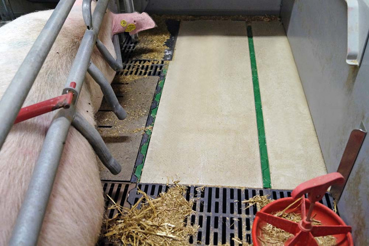 Polymer-heating-plate-in-farrowing-pen