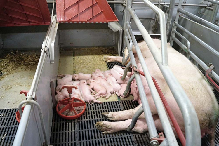 Heating-plate-in-farrowing-pen-sow-with-piglets