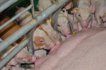 Piglets-and-sow