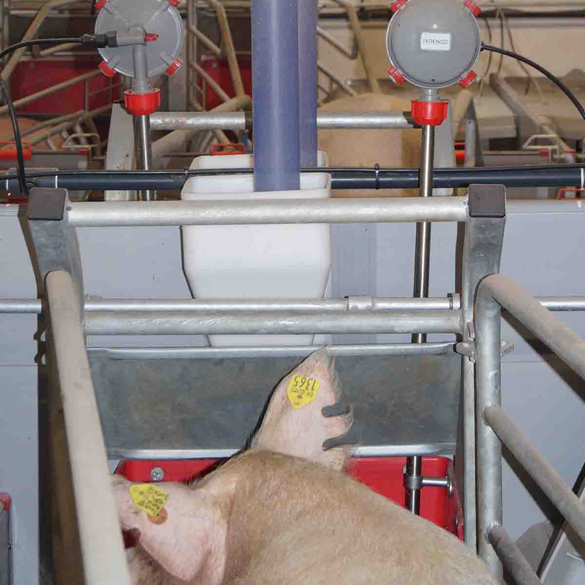 AD-LIB FEEDER